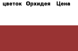 цветок  Орхидея › Цена ­ 20 000 - Ставропольский край, Кочубеевский р-н, Маковский хутор Другое » Продам   